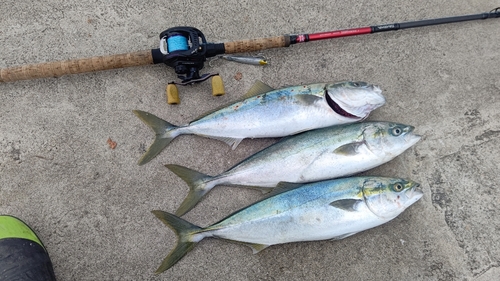 イナダの釣果