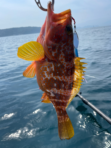 アコウの釣果