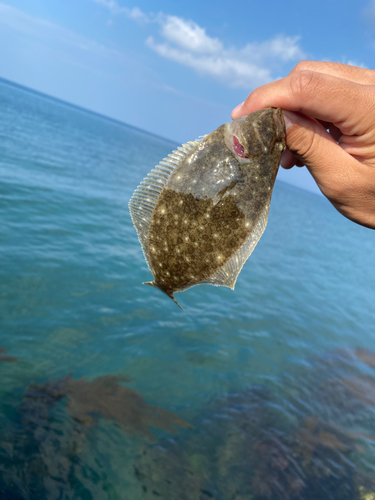 ソゲの釣果