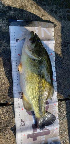 ブラックバスの釣果