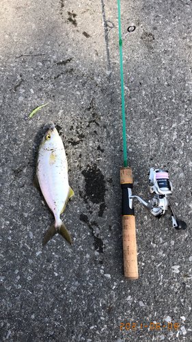 ショゴの釣果