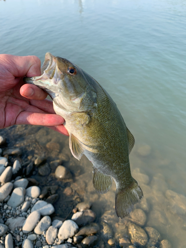 スモールマウスバスの釣果