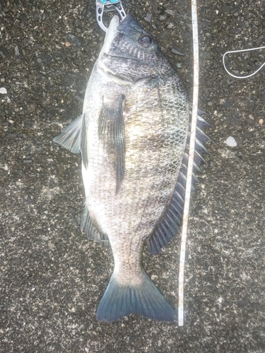 クロダイの釣果