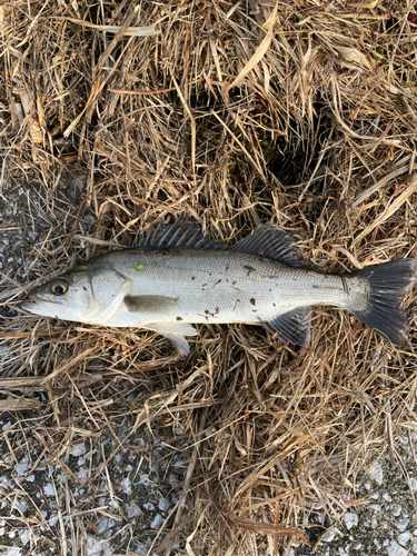 フッコ（マルスズキ）の釣果