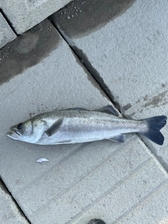 フッコ（マルスズキ）の釣果