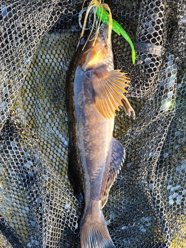 アイナメの釣果