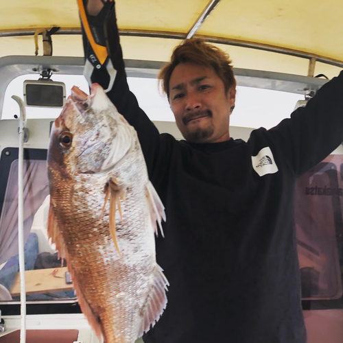 マダイの釣果