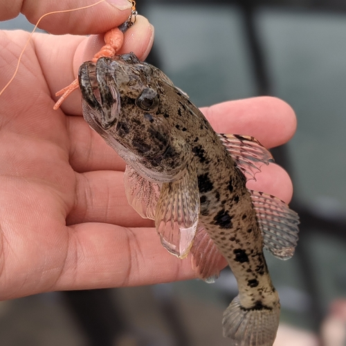 ウロハゼの釣果