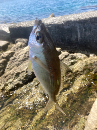 クロサギの釣果