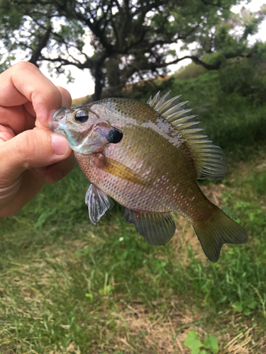 ブルーギルの釣果