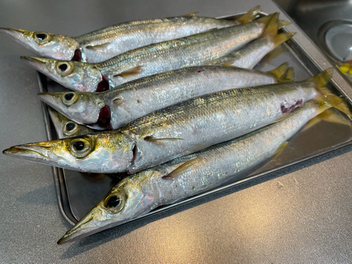 カマスの釣果