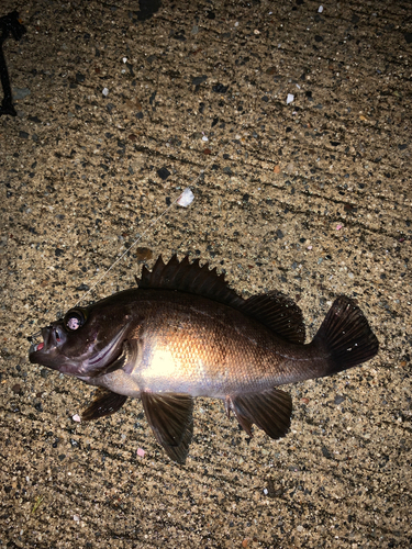 メバルの釣果