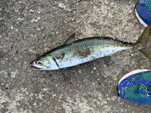 サバの釣果