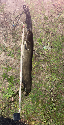 ナマズの釣果