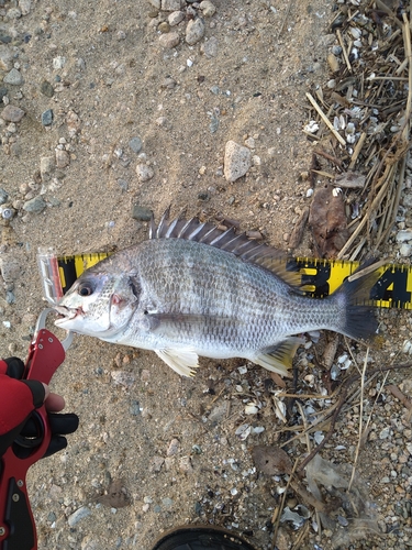 キビレの釣果