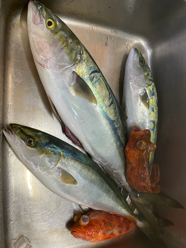 ハマチの釣果