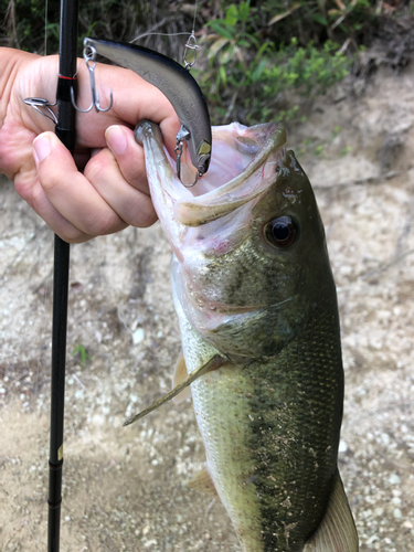 ラージマウスバスの釣果