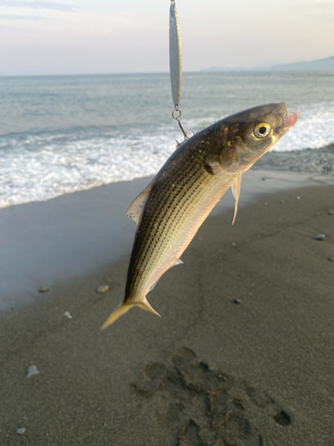 コノシロの釣果