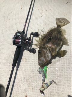 マトウダイの釣果