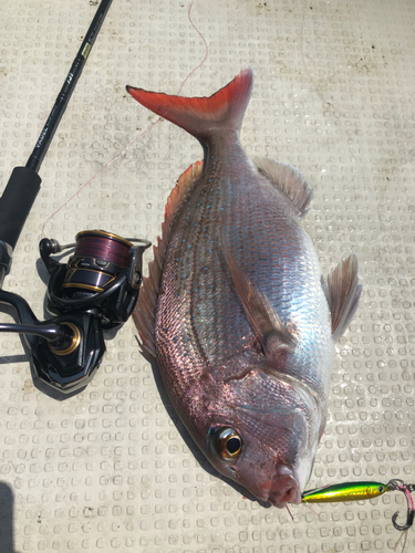 マダイの釣果