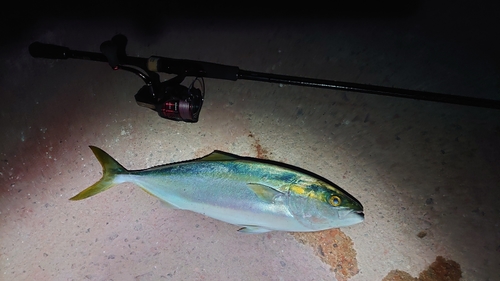 ハマチの釣果