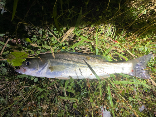 セイゴ（マルスズキ）の釣果