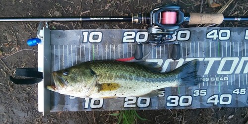 ブラックバスの釣果