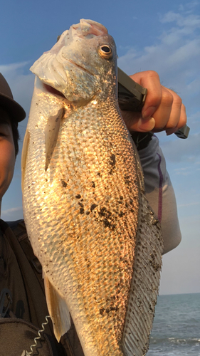 オオニベの釣果