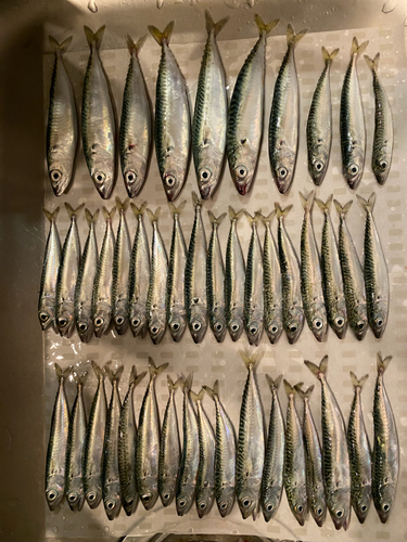 マサバの釣果