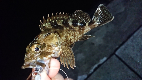 カサゴの釣果