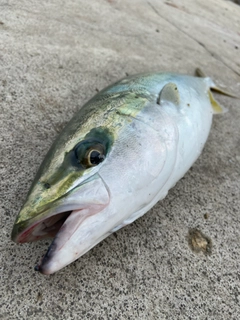 ツバスの釣果