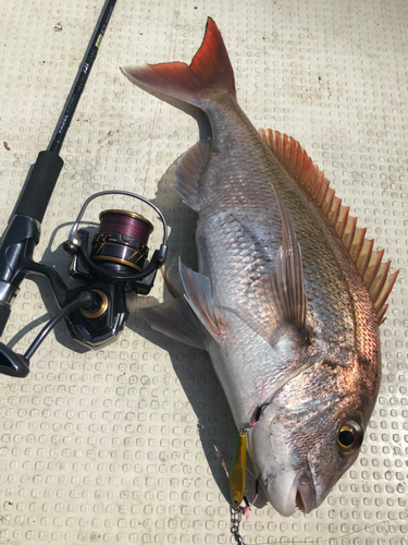 マダイの釣果