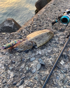 コウイカの釣果