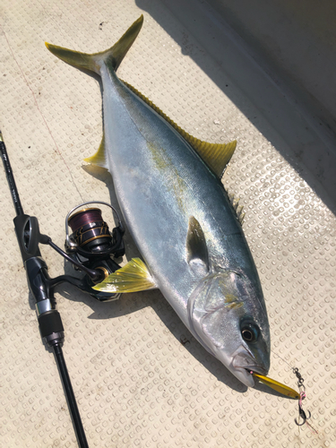 ヒラマサの釣果