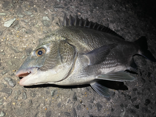 チヌの釣果