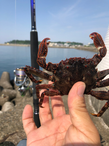 カニの釣果