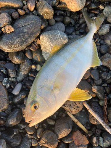 ショゴの釣果