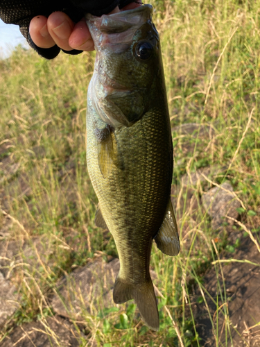 ラージマウスバスの釣果