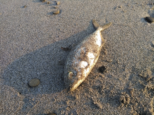 ワカシの釣果