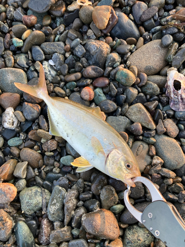 ショゴの釣果