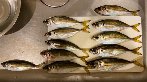 アジの釣果