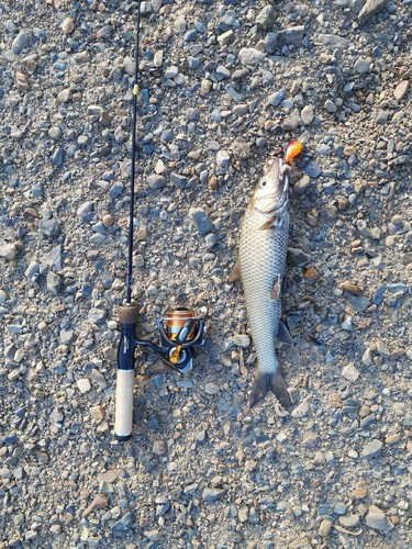 ニゴイの釣果