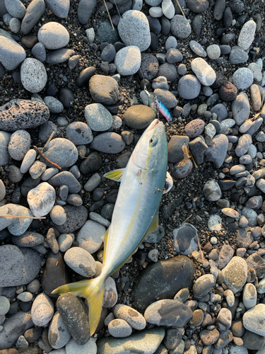 ワカシの釣果