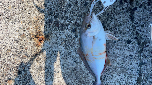 ショゴの釣果