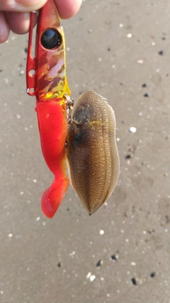 シタビラメの釣果