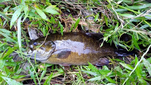 スモールマウスバスの釣果