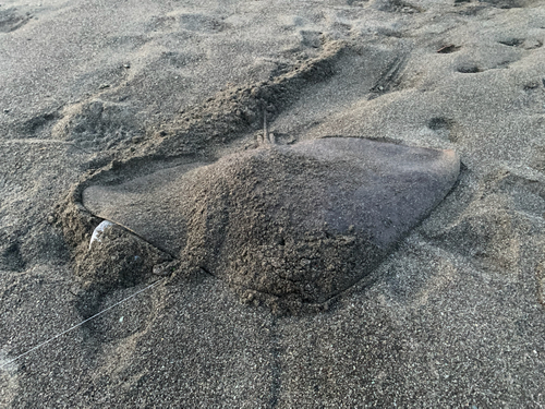 ワカシの釣果