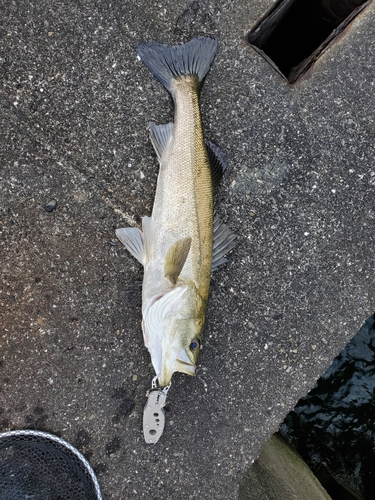 ヒラスズキの釣果