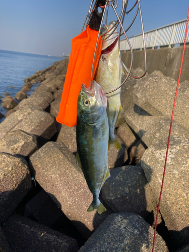 ワカシの釣果