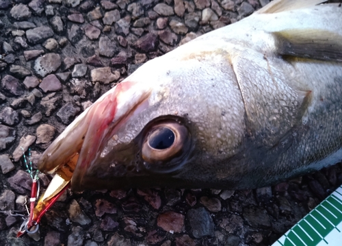 シーバスの釣果